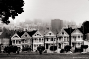 Painted Ladies